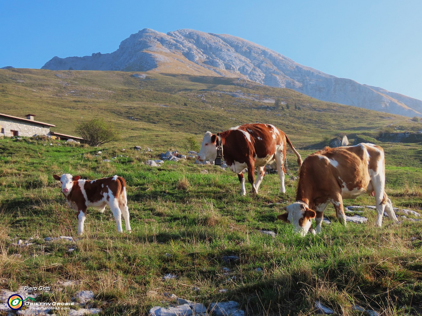 08 Mucche al pascolo in Alpe Arera.JPG